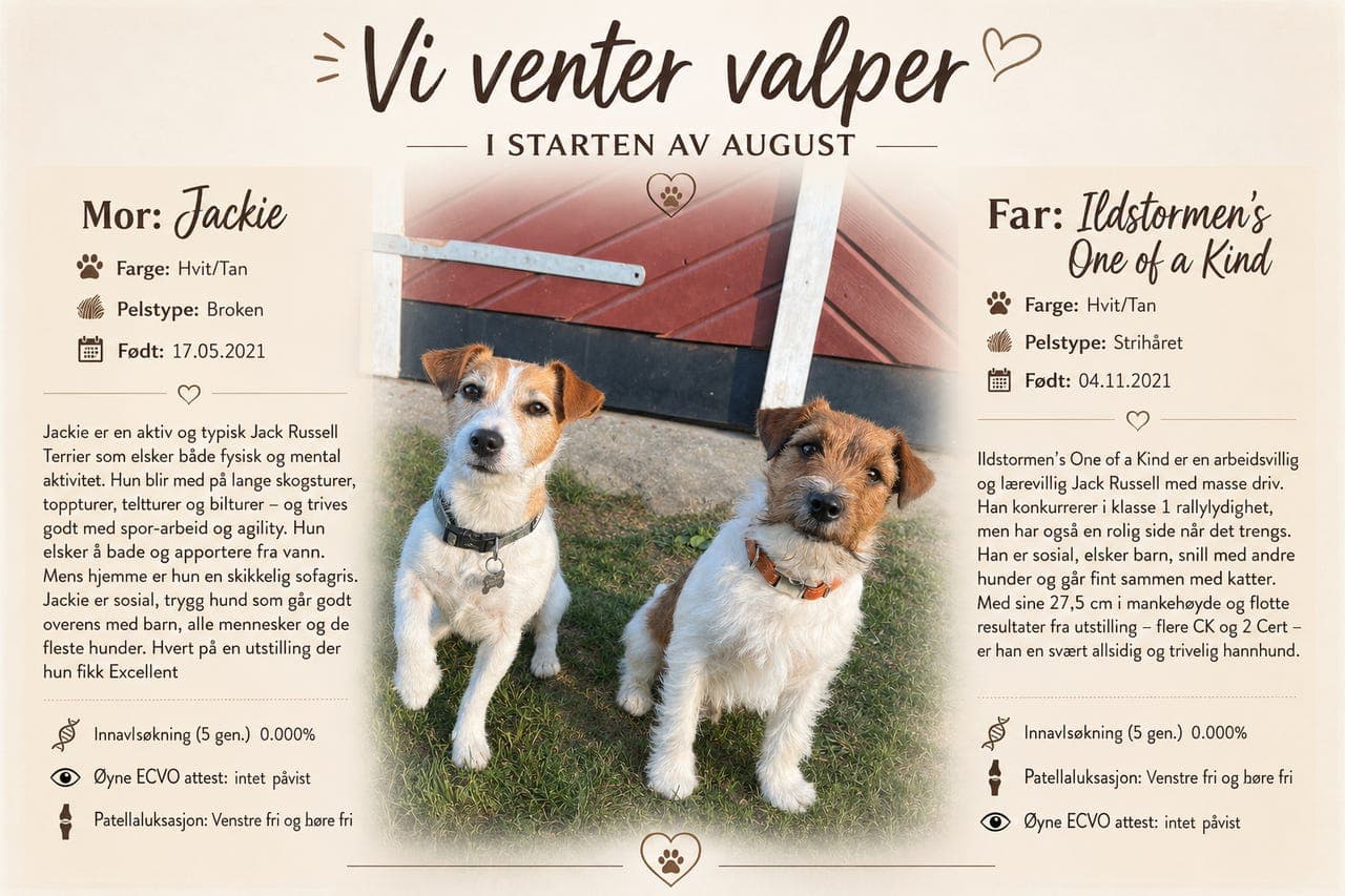 NKK reg Jack Russell Terrier valper ventes