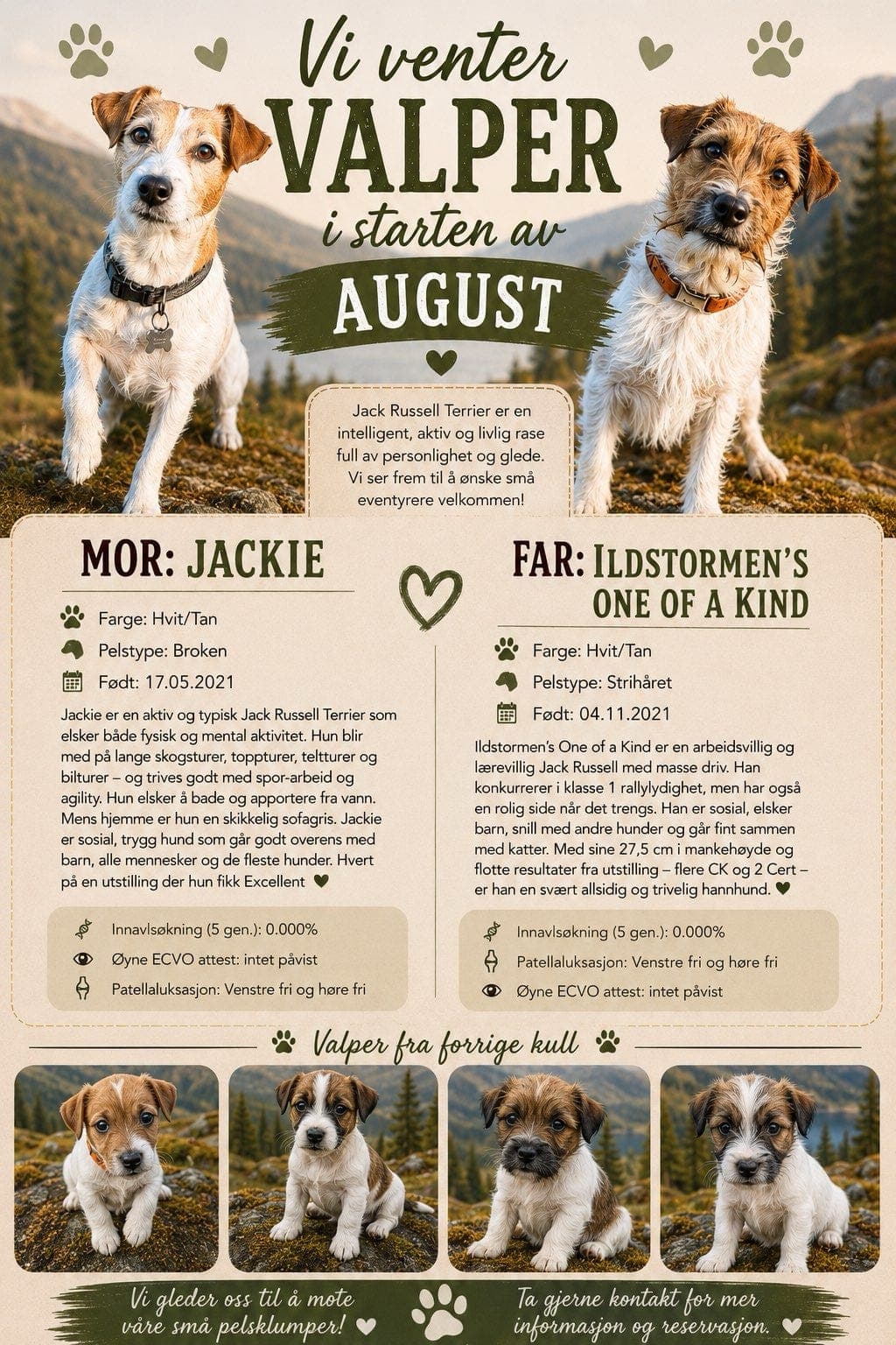 NKK reg Jack Russell Terrier valper ventes