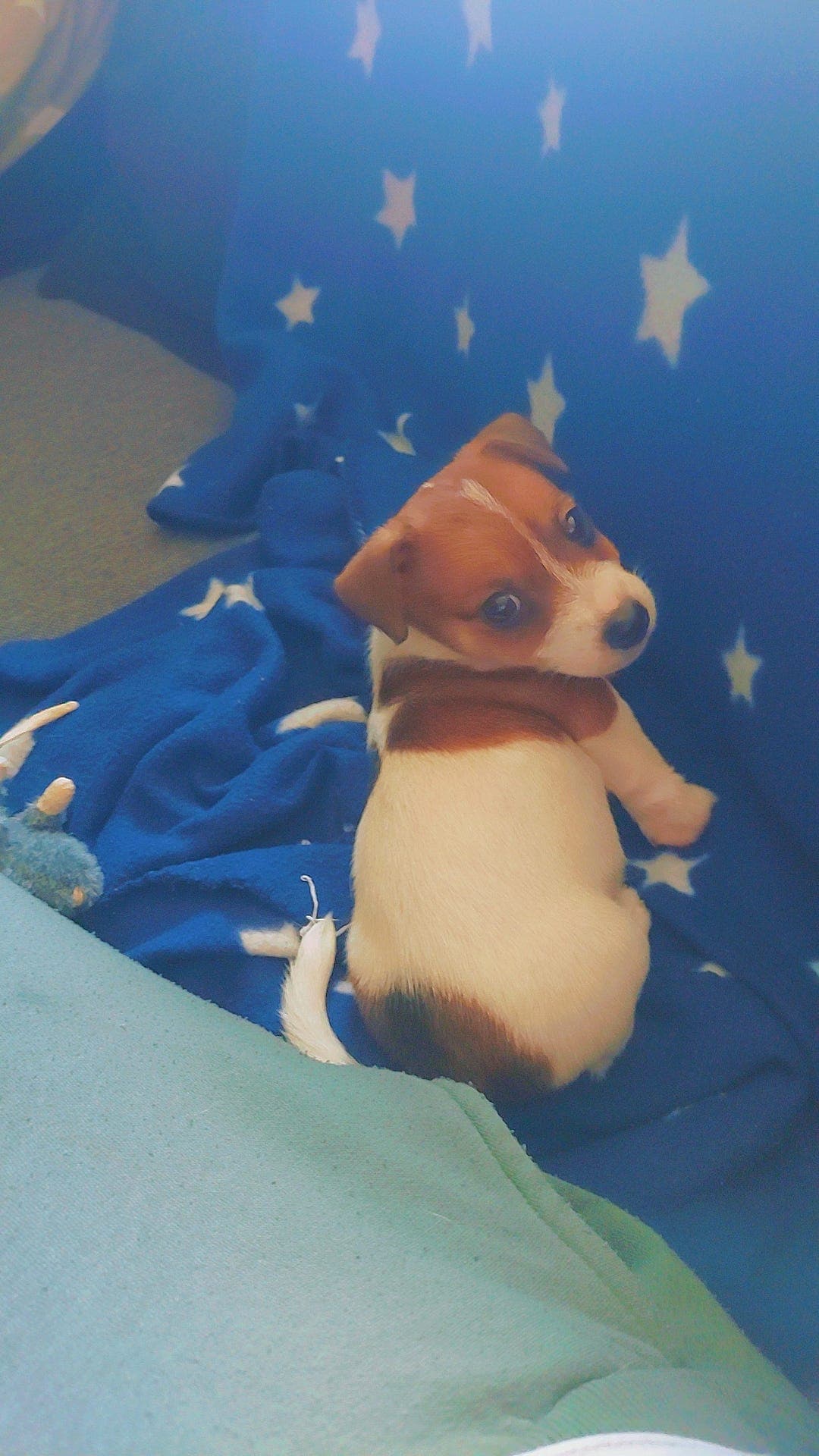Jack Russell Terriere tispe selges!
