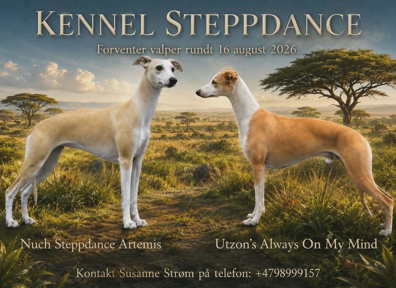 Whippetvalper