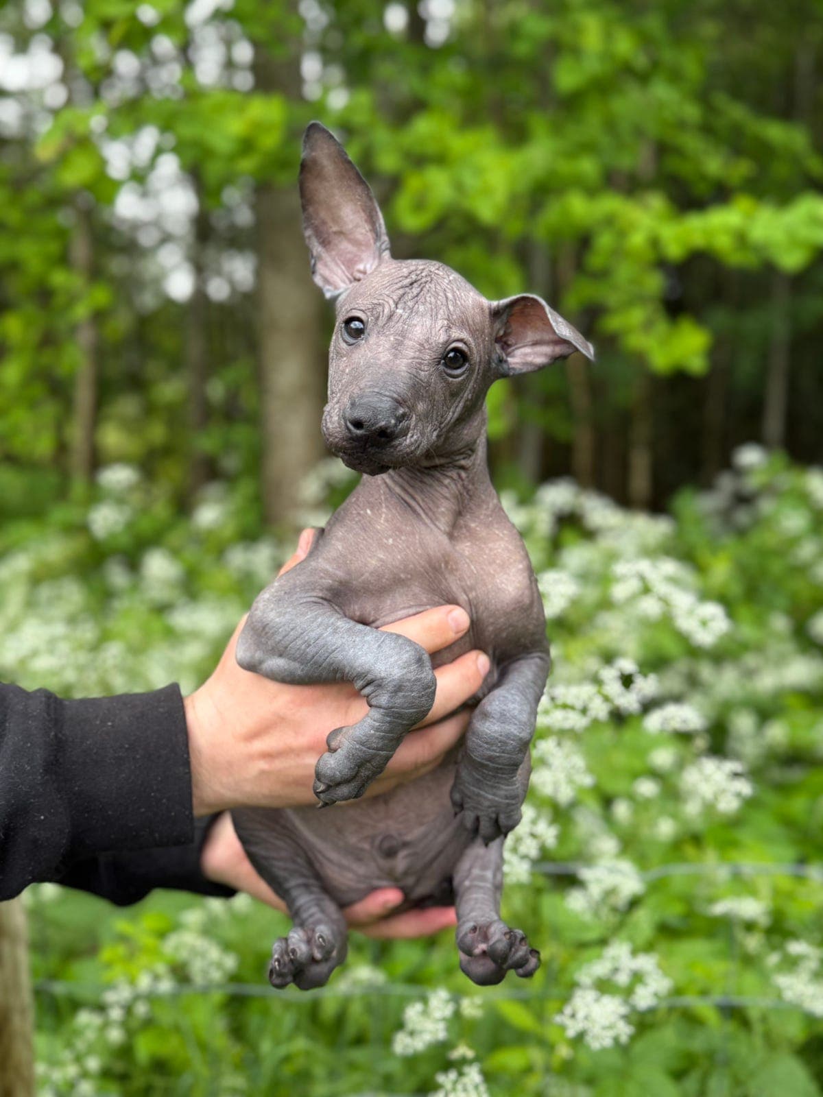 🌟Leveringsklare Xoloitzcuintle valper🌟