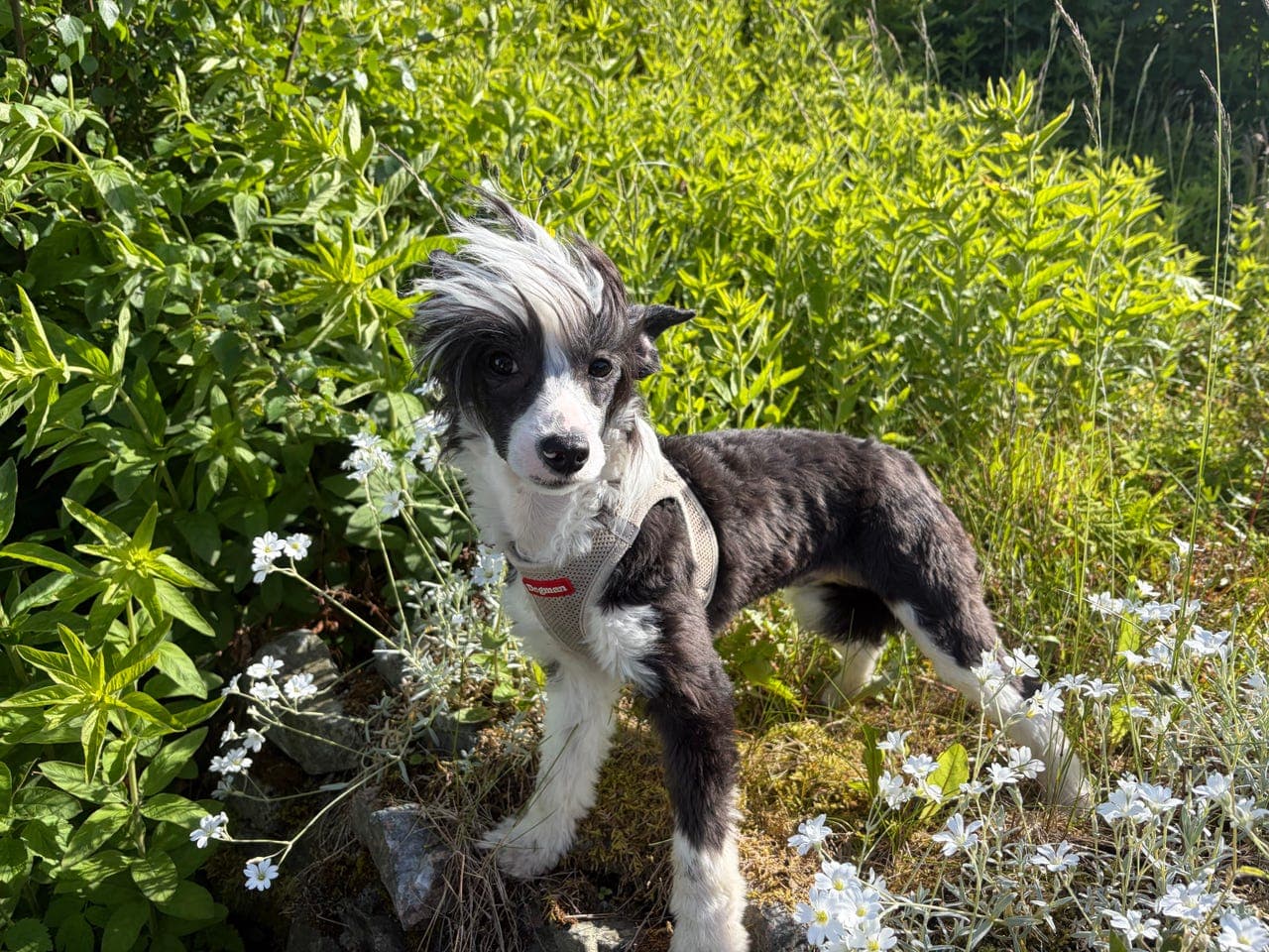 Chinese crested