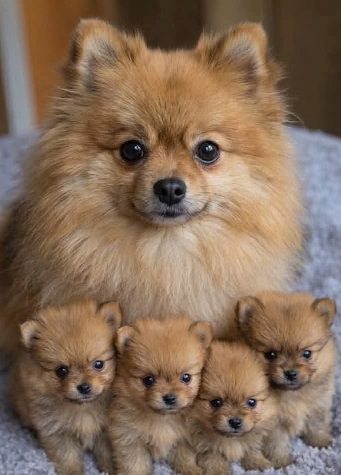 Pomeranian