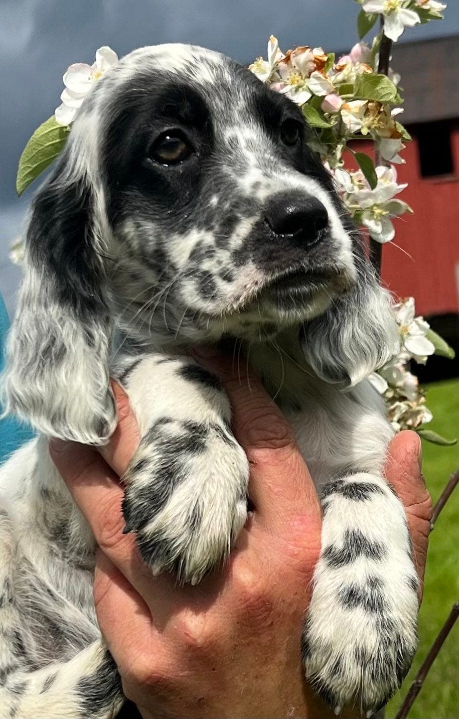 Flotte Engelsk setter valper !