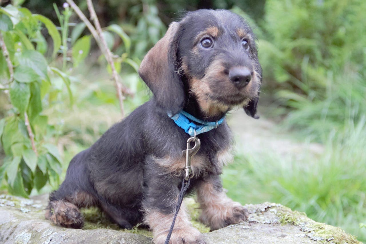 Strihåret Dachshund Standard