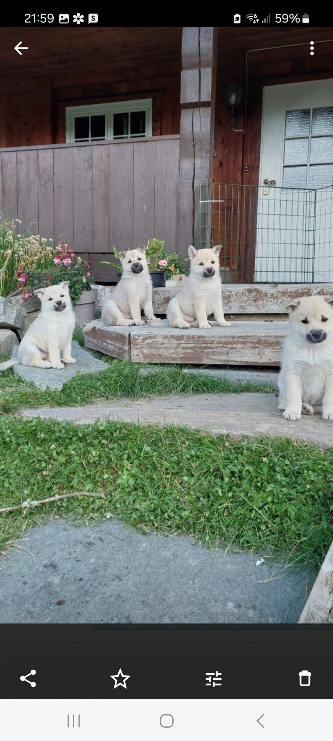 Norsk Buhund valper ventes
