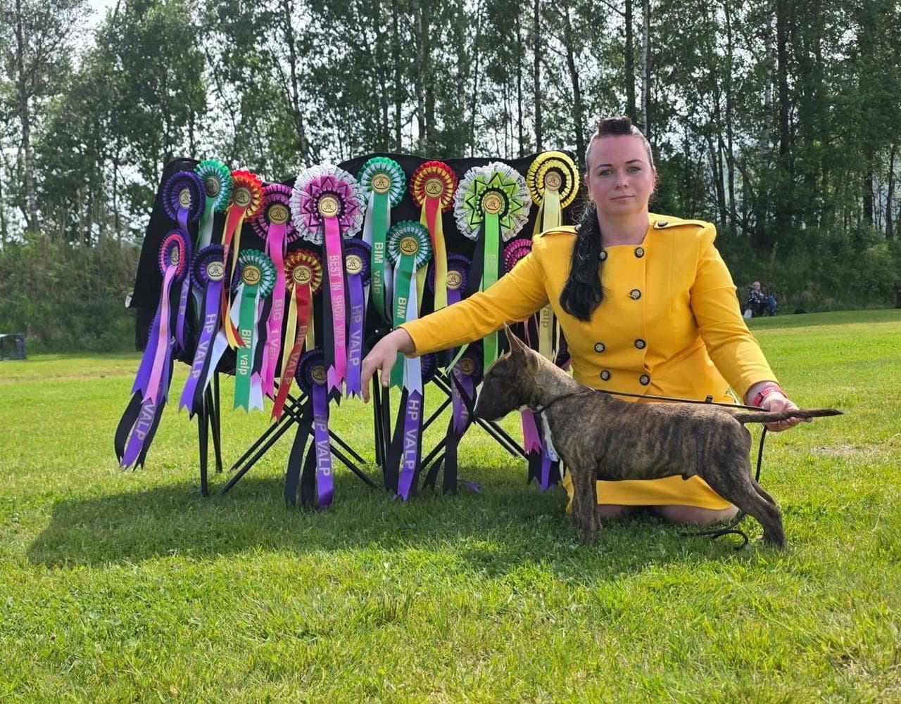 Miniature bull terrier hannvalp