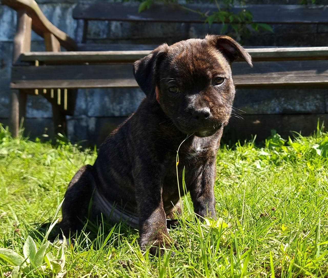 Leveringsklar Staffordshire bull terrier gutt selges