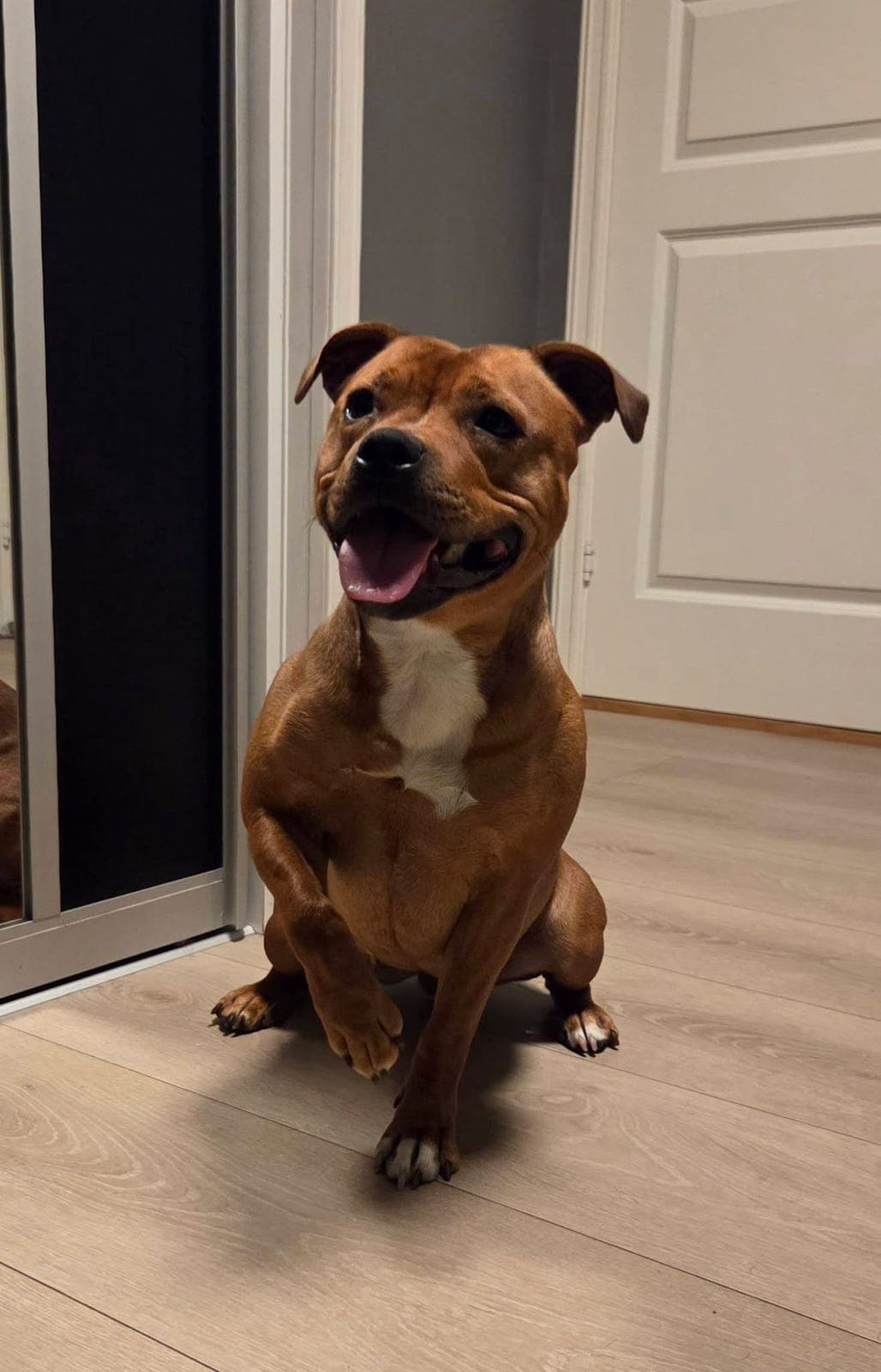 Staffordshire bull terrier valper født