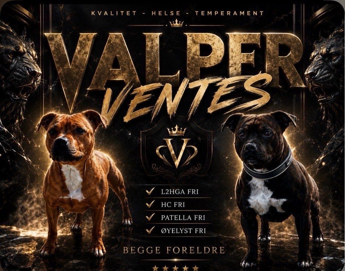 Stafffordterier valper ventes juli