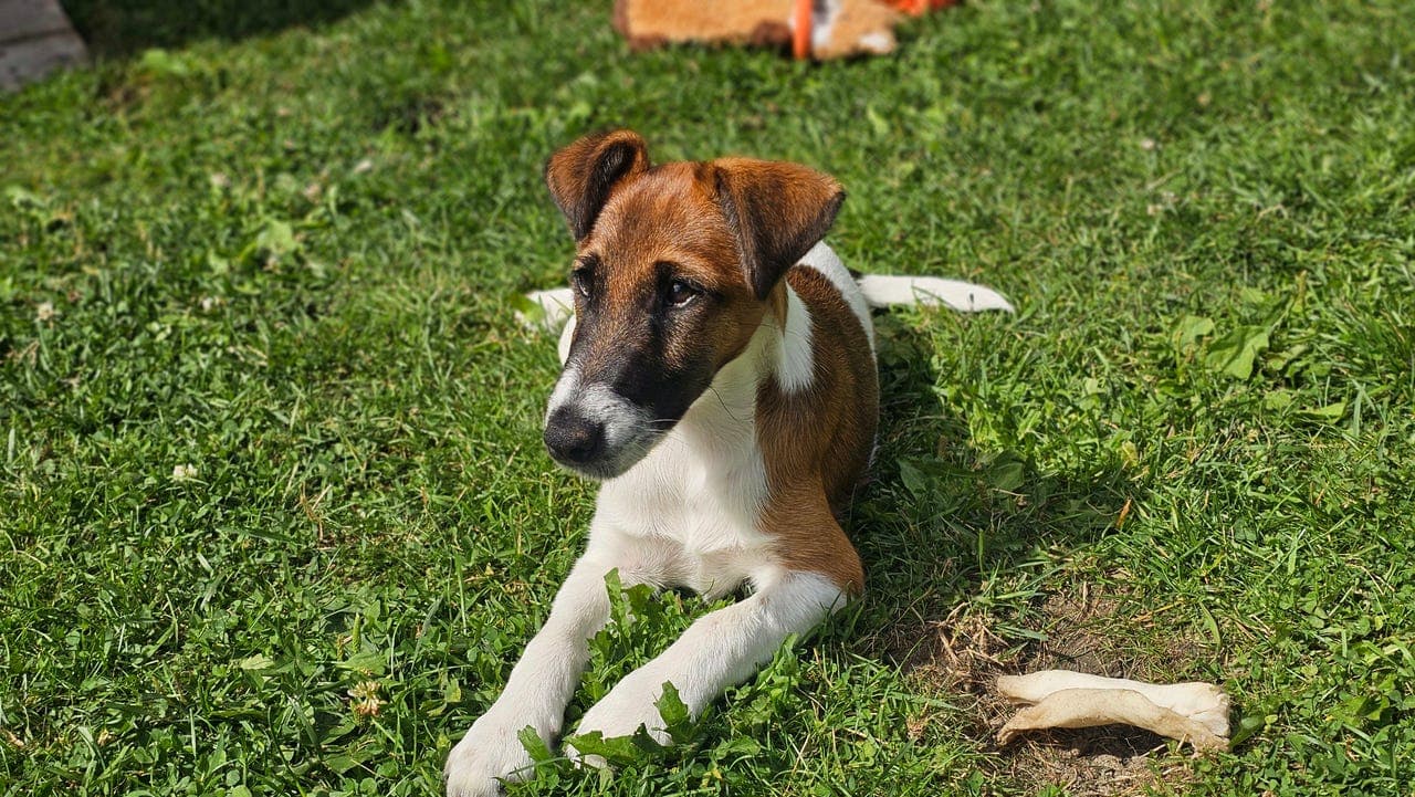 2 Glatthåret Fox Terrier valper - Leveringsklare