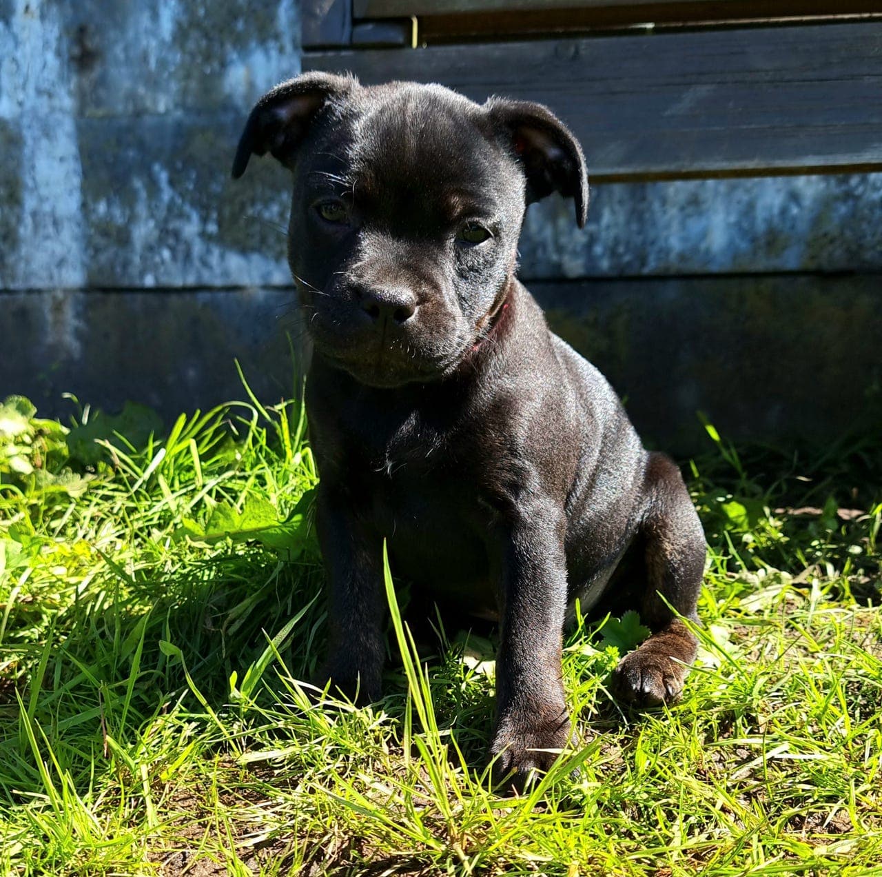Søker fórvert til nydelig Staffordshire bull terriere tispe valp