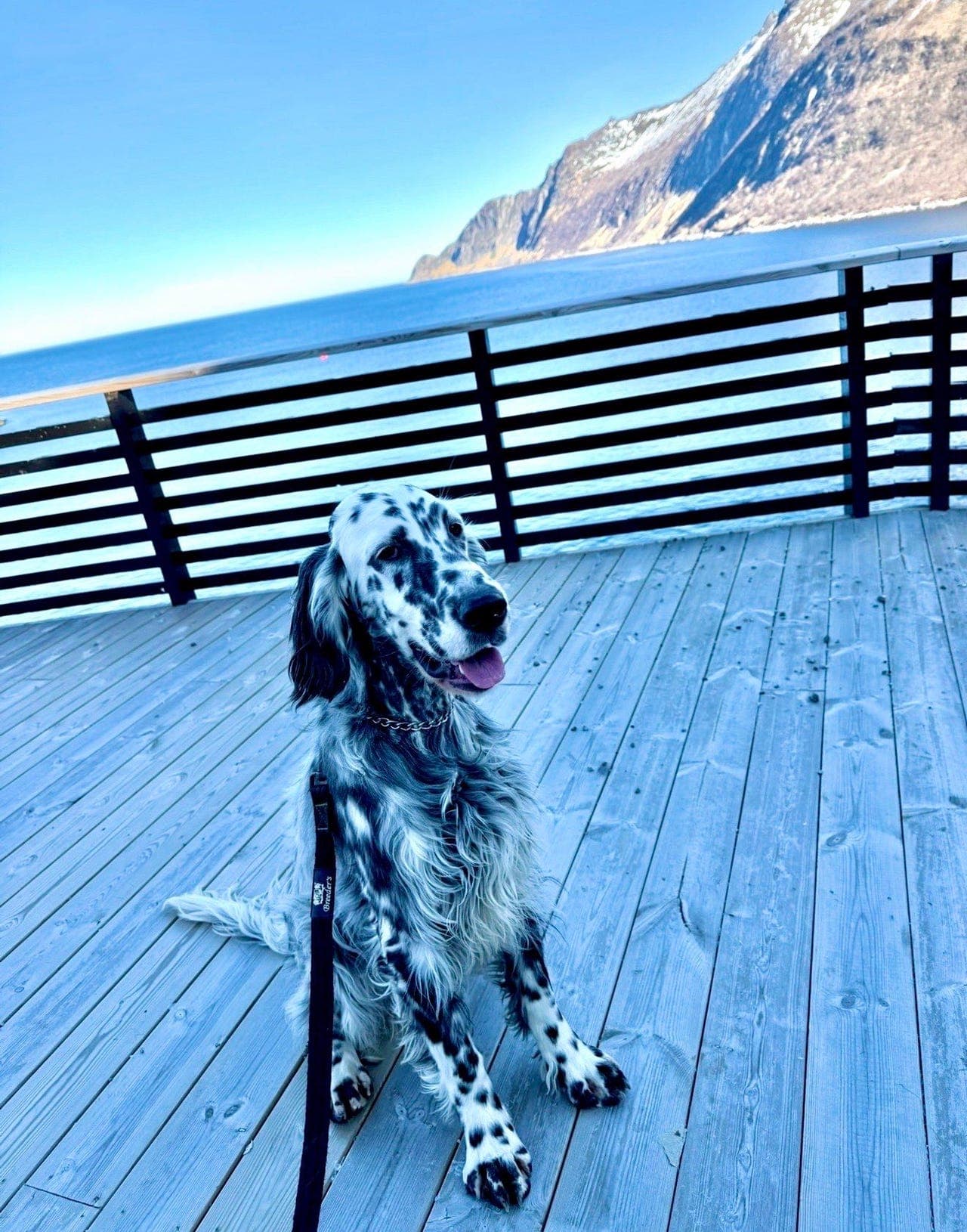 Vakker engelsk setter tispe, 1år
