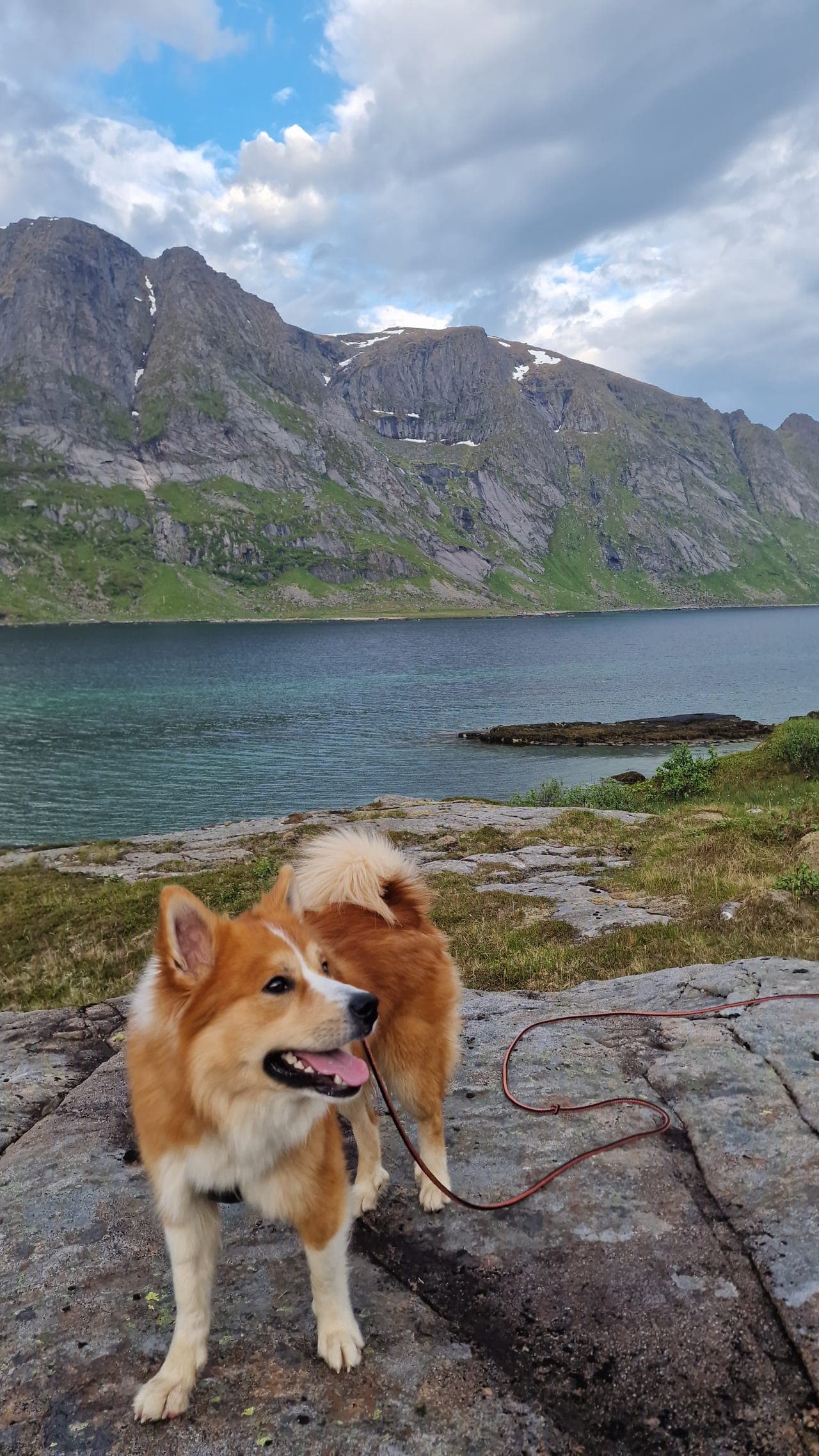 Omplassering av Islandsk Fårehund.
