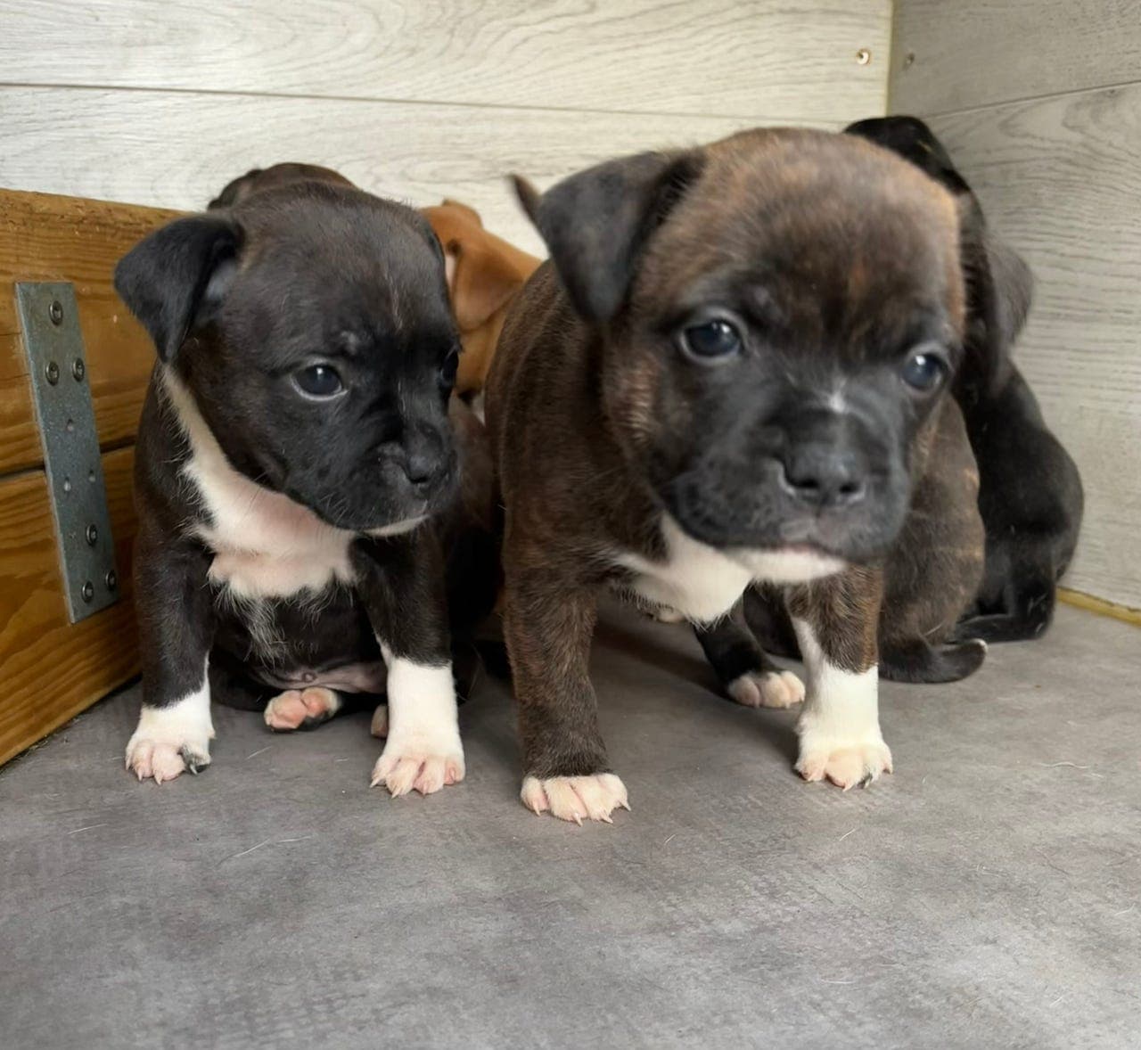 Staffordshire Bull Terrier valper selges - Renraset, NKK-registrert, helseattest