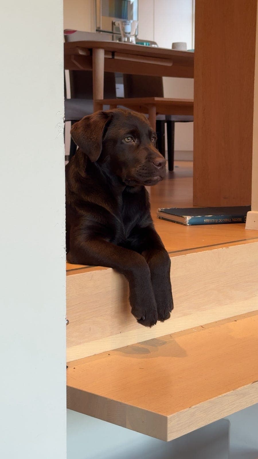 Sjokoladebrun labradortispe 9 måneder