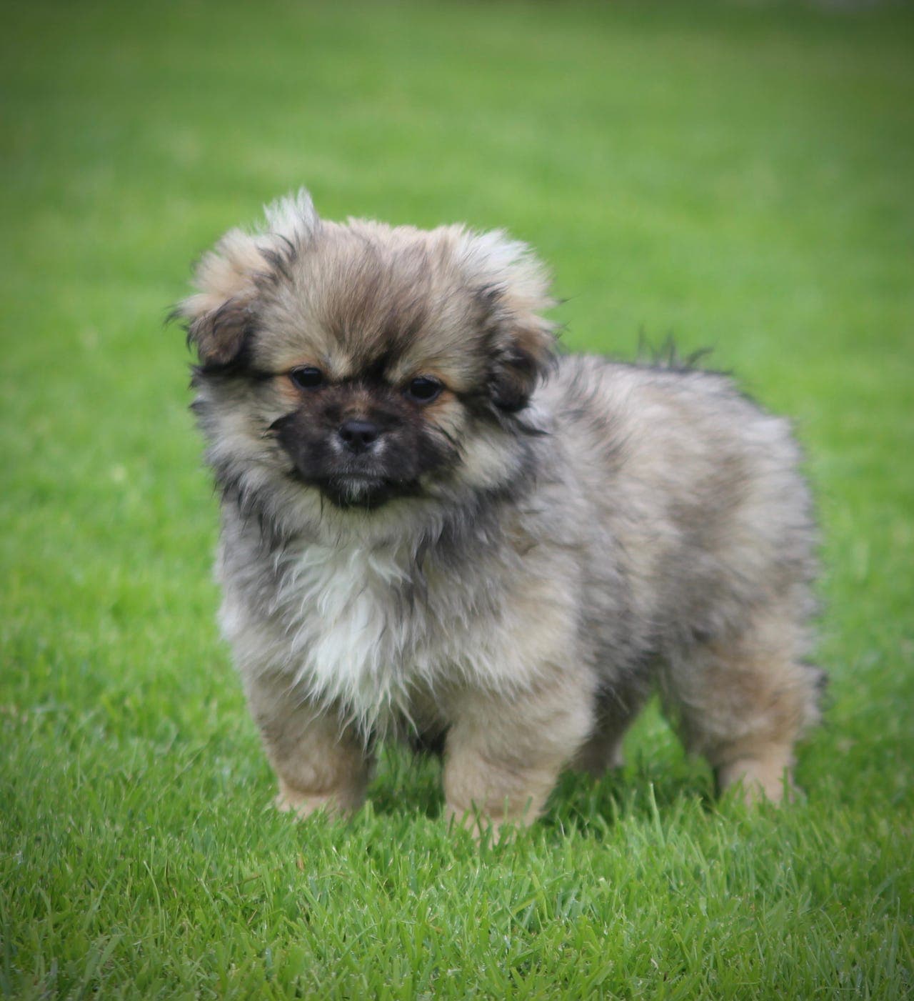 🐾 Tibetansk spaniel-valper leveringsklare 🐾