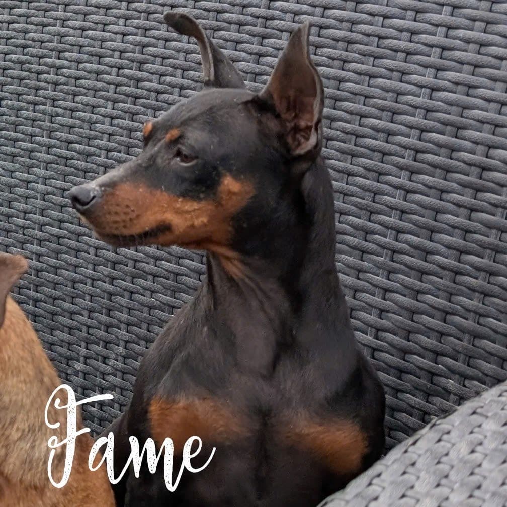 🧡💛💫⭐ Fame - Søker ett fantastisk fórhjem
