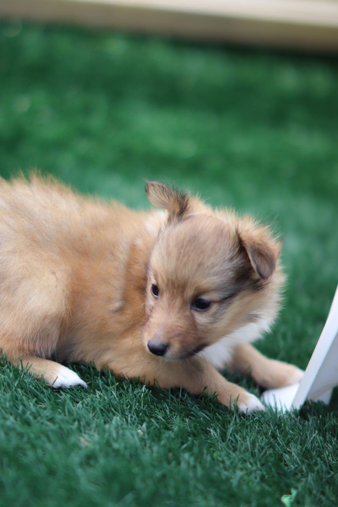 Herlig Shetland sheepdog valp