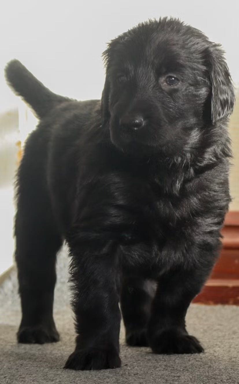Flatcoated Retriever valp