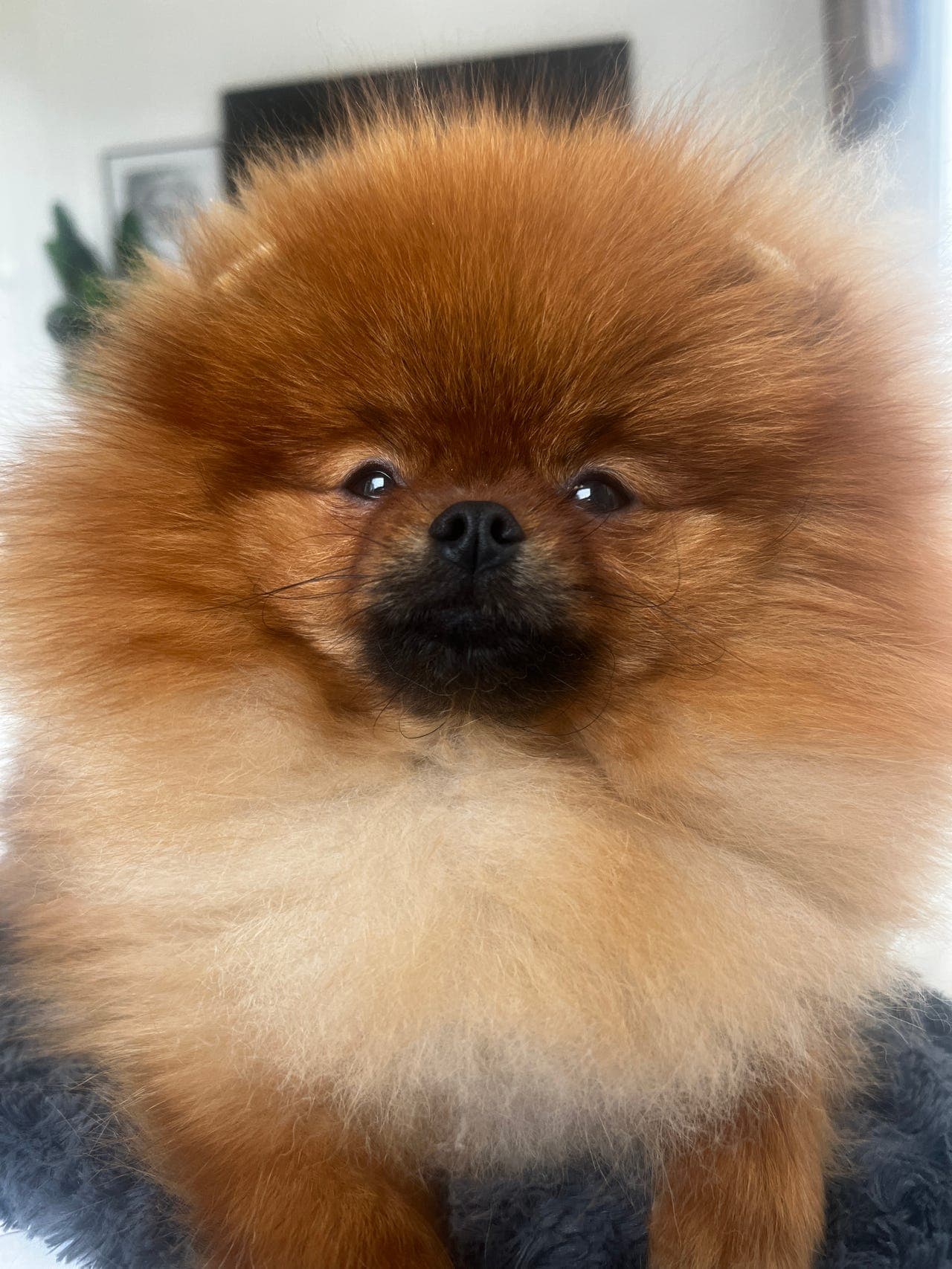 Vakker 1 år gammel Pomeranian tispe ♥️