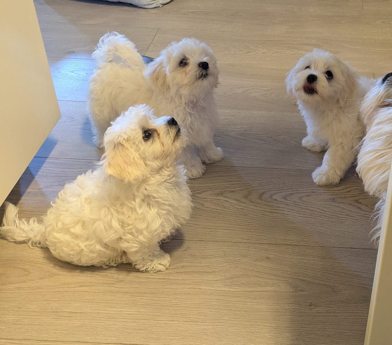 3 nydelige malteser valper til salgs 9 uker