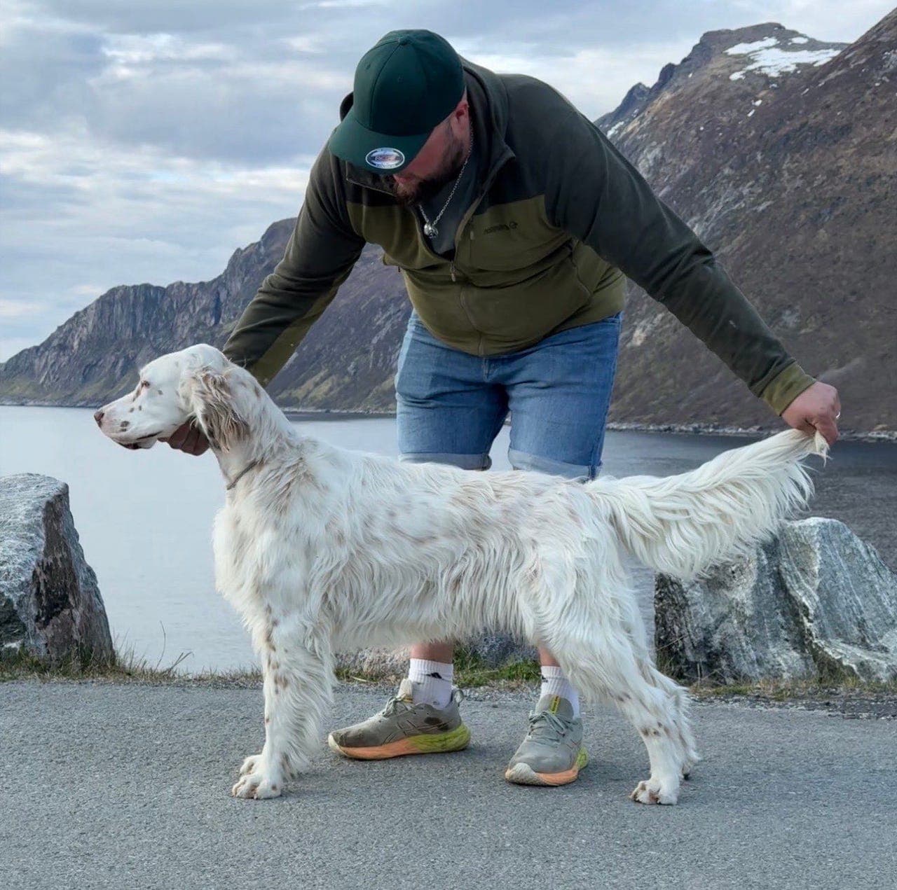 Vakker engelsk setter hannhund 1år
