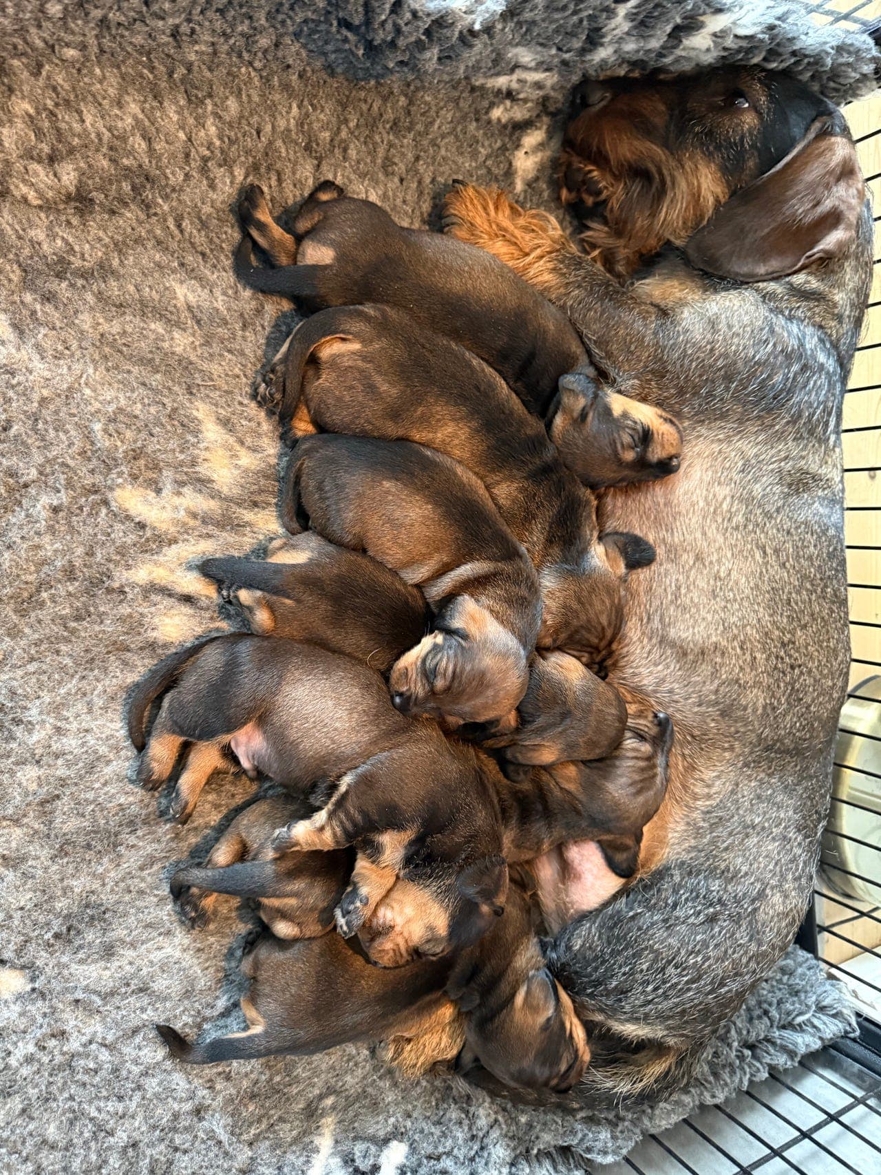 Strihåret Dachshundvalper til jakt.