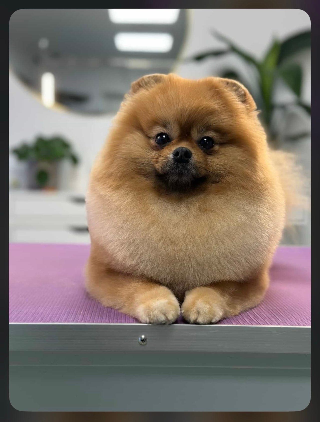Liten og kjærlig Pomeranian søker nytt hjem