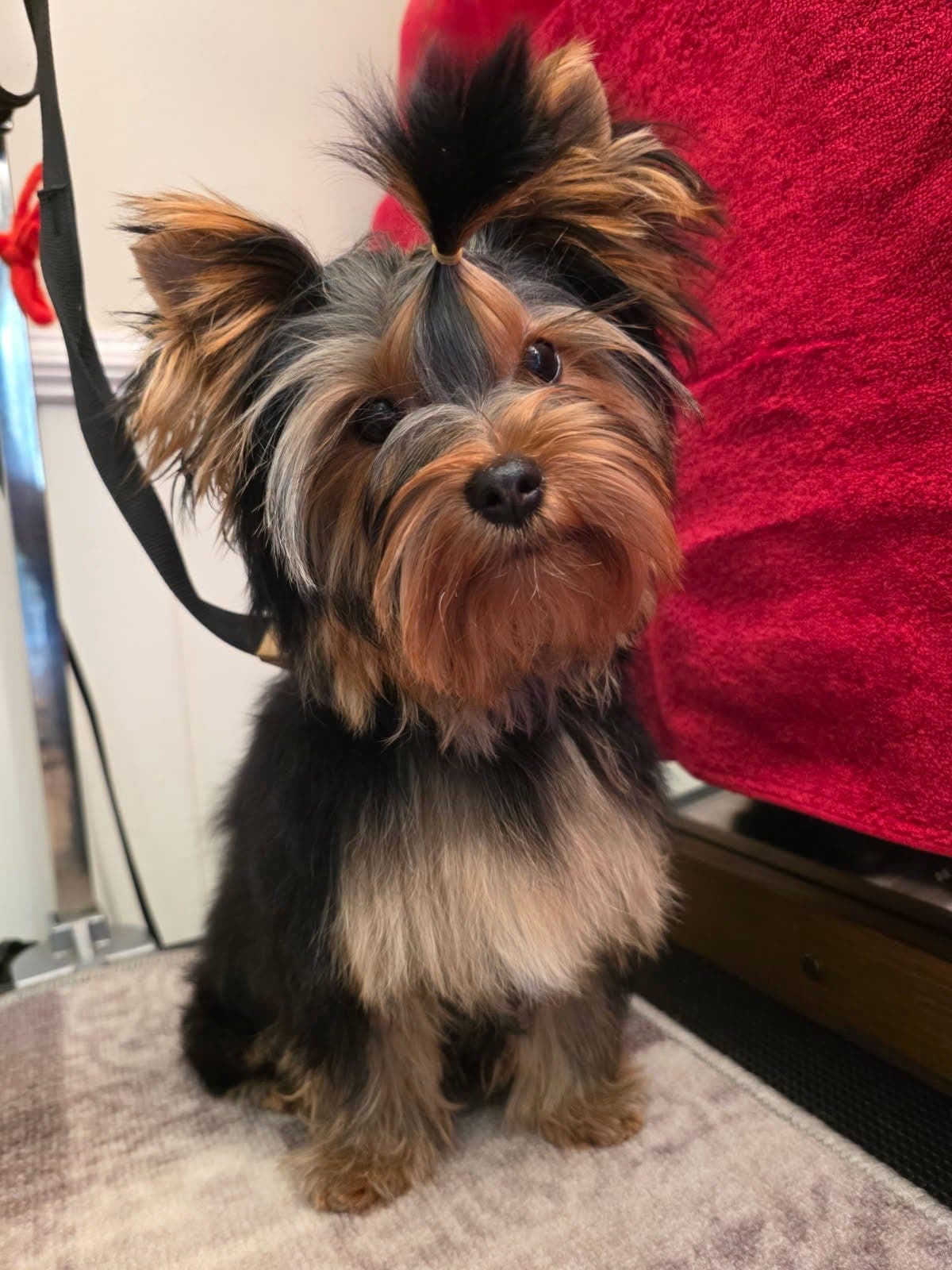 Nydelig Yorkshire terrier tispe valp selges