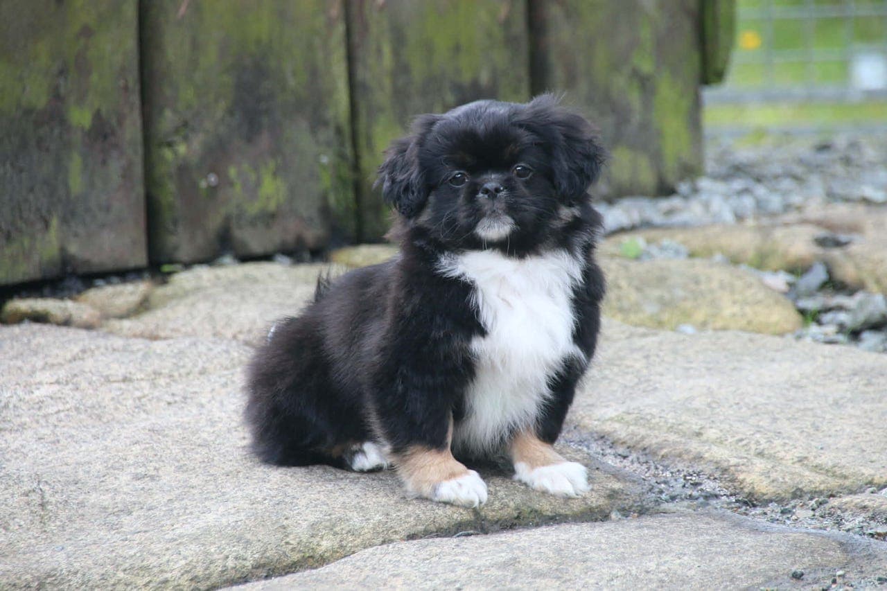Tibetansk spaniel hanne til salgs