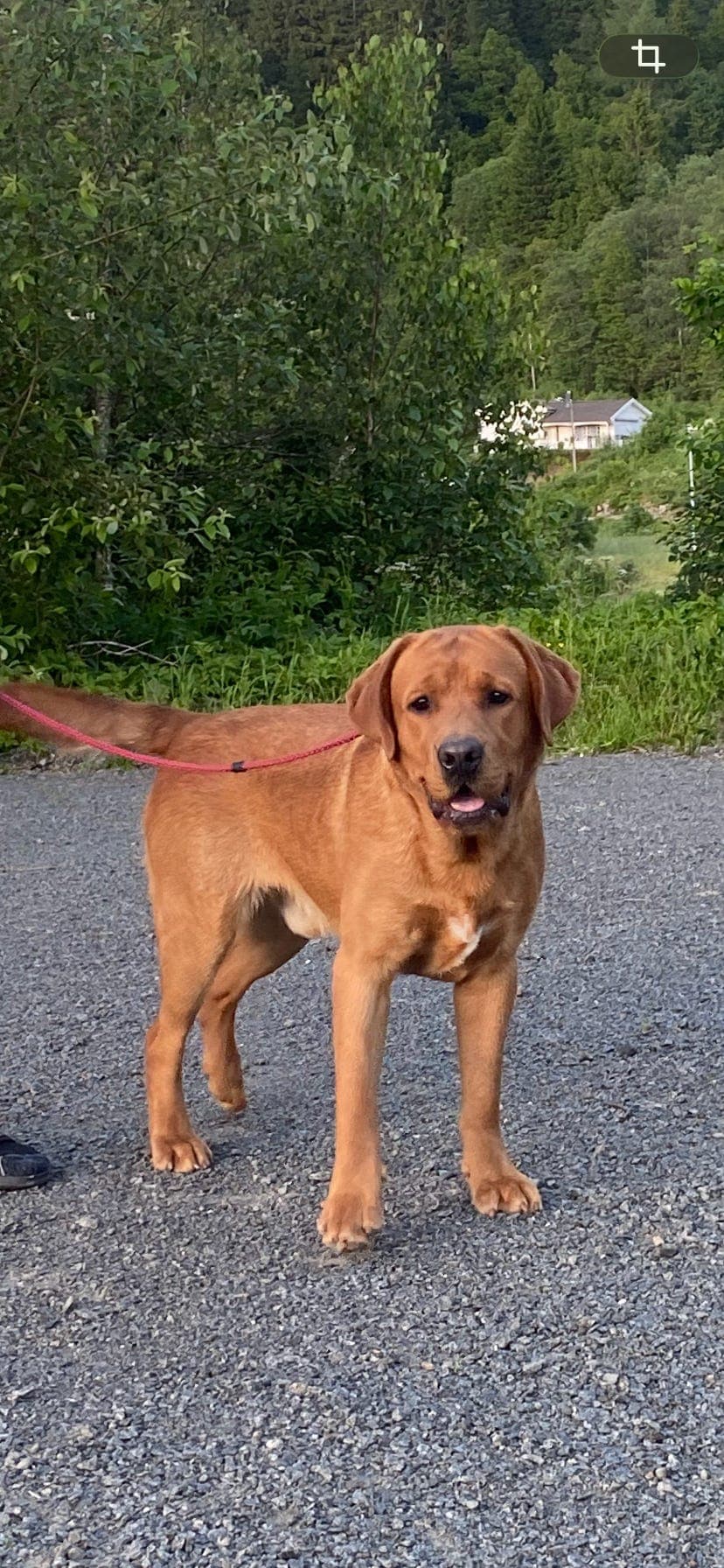 Labrador retriever hann, Fox rød/ gul , NKK reg
