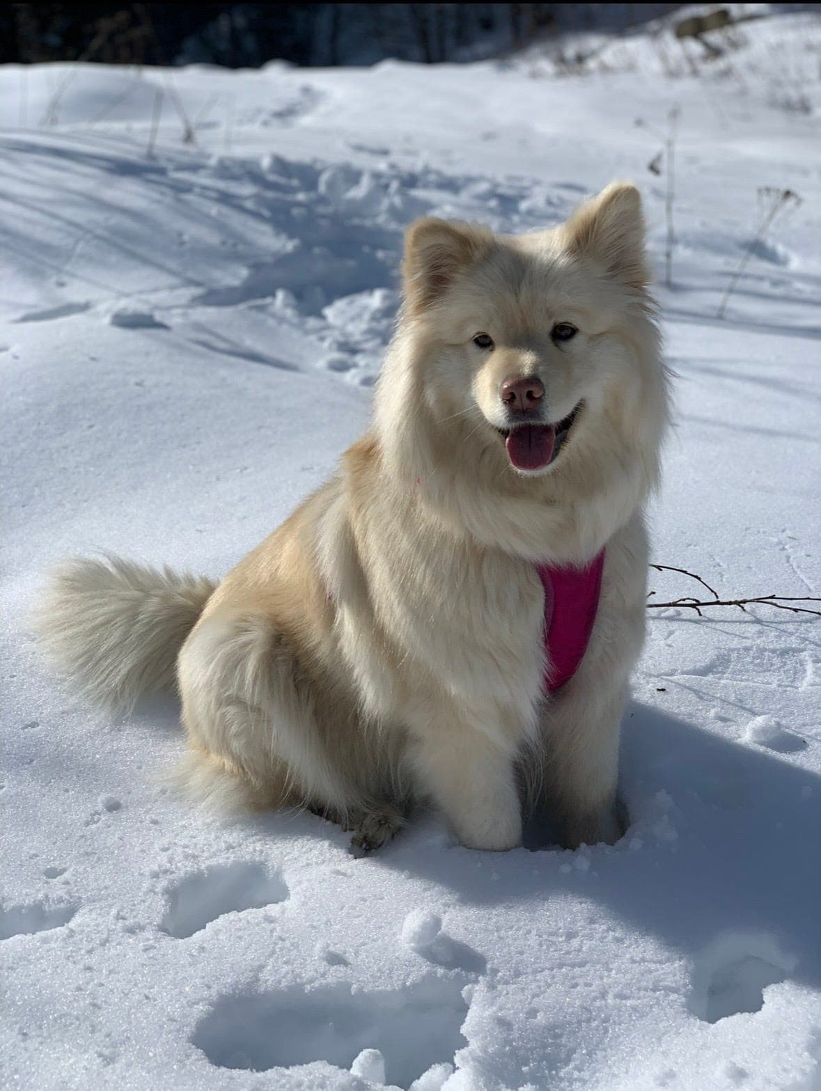 Planlagt kull av finsk lapphund – interesseundersøking