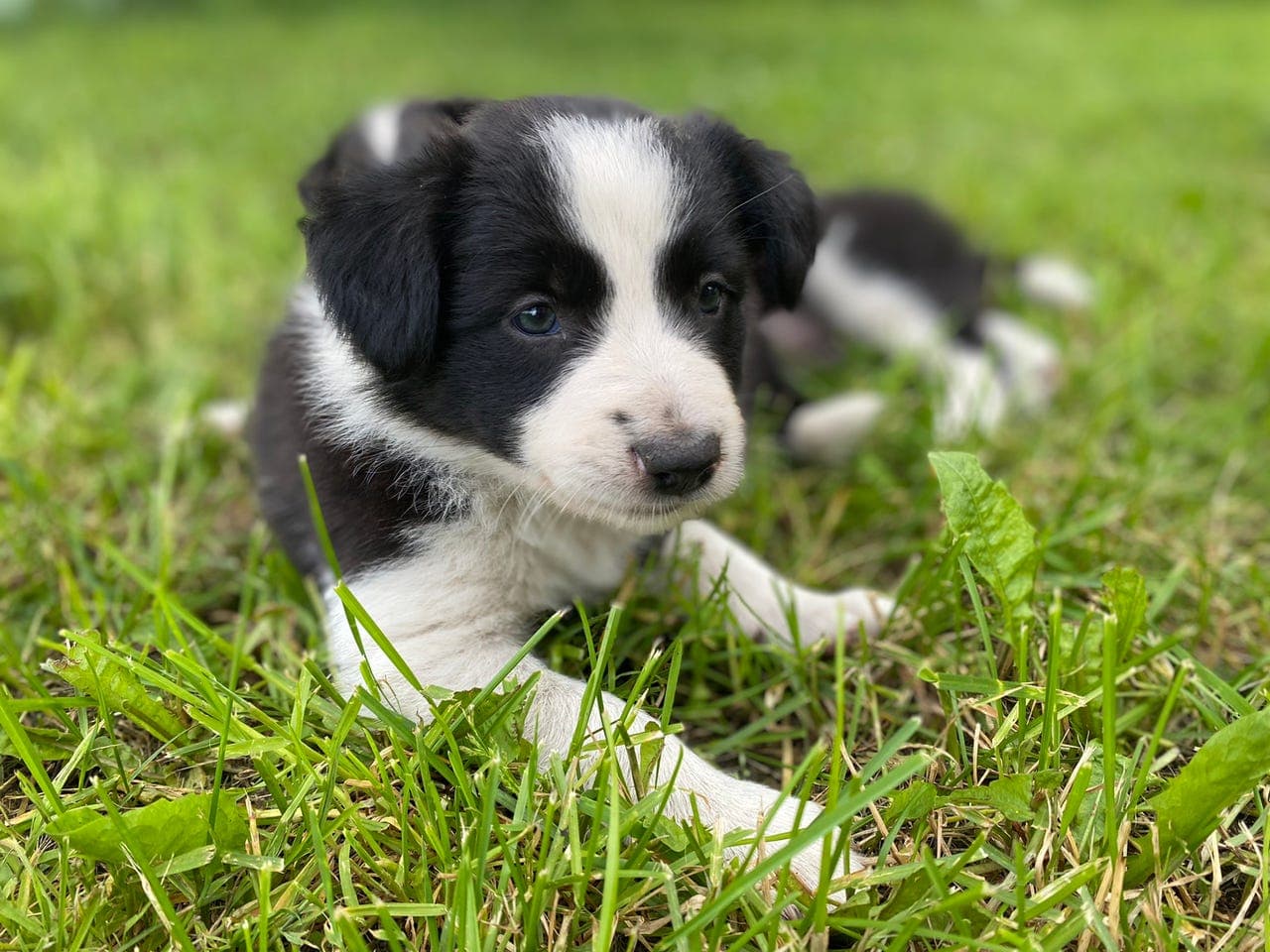 Boarder Collie valper -1 tispe ledig