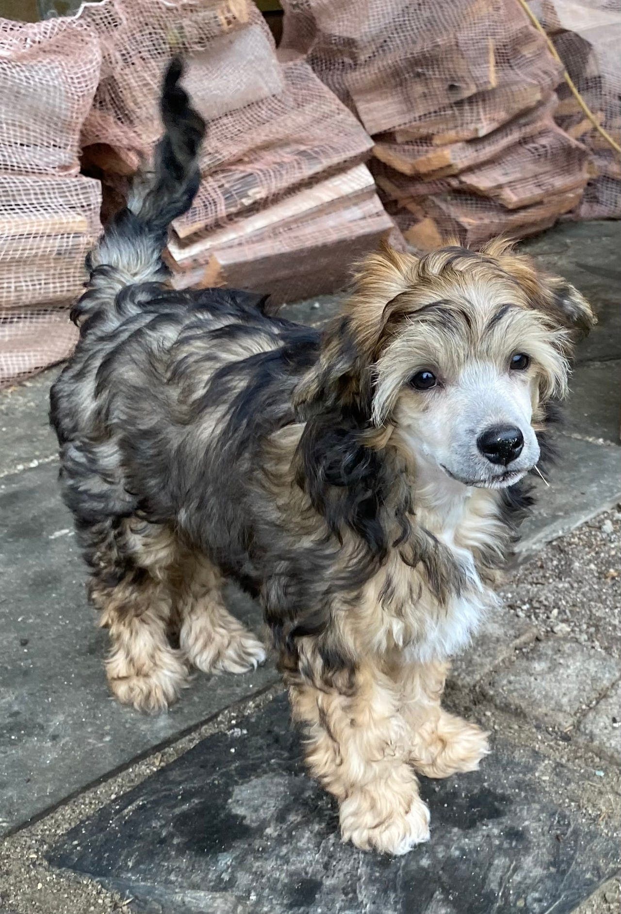 Chinese Crested Powderpuff valp