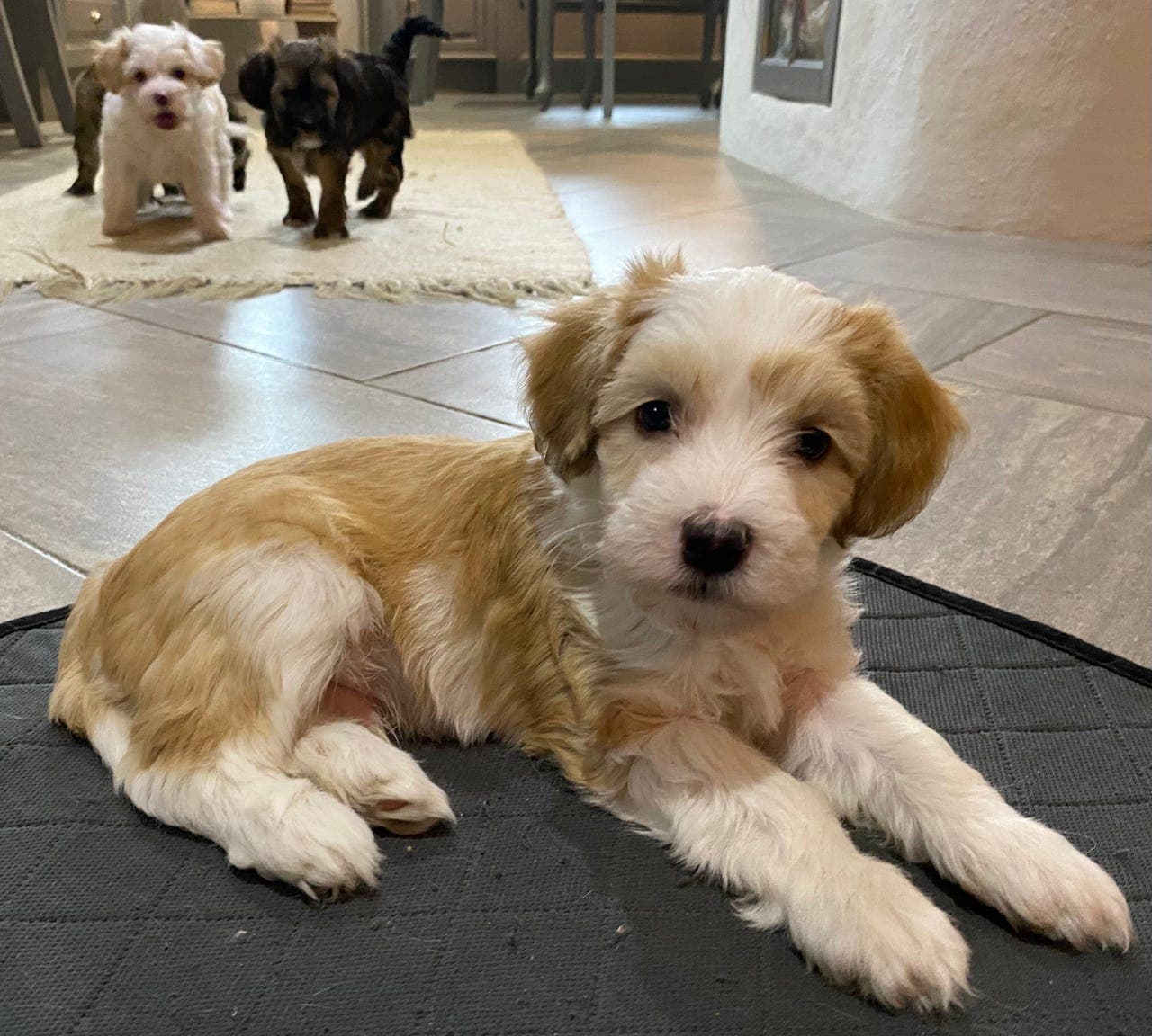 Valper, Chinese Crested Powderpuff