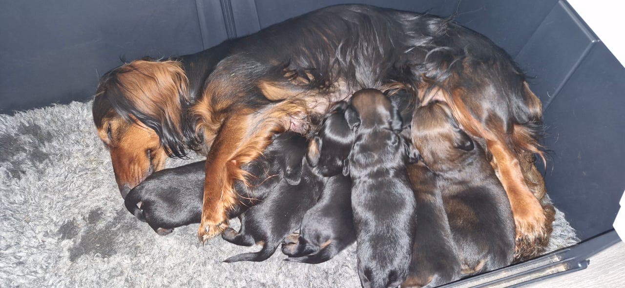 Meiardalen's kennel har hvalper til salgs