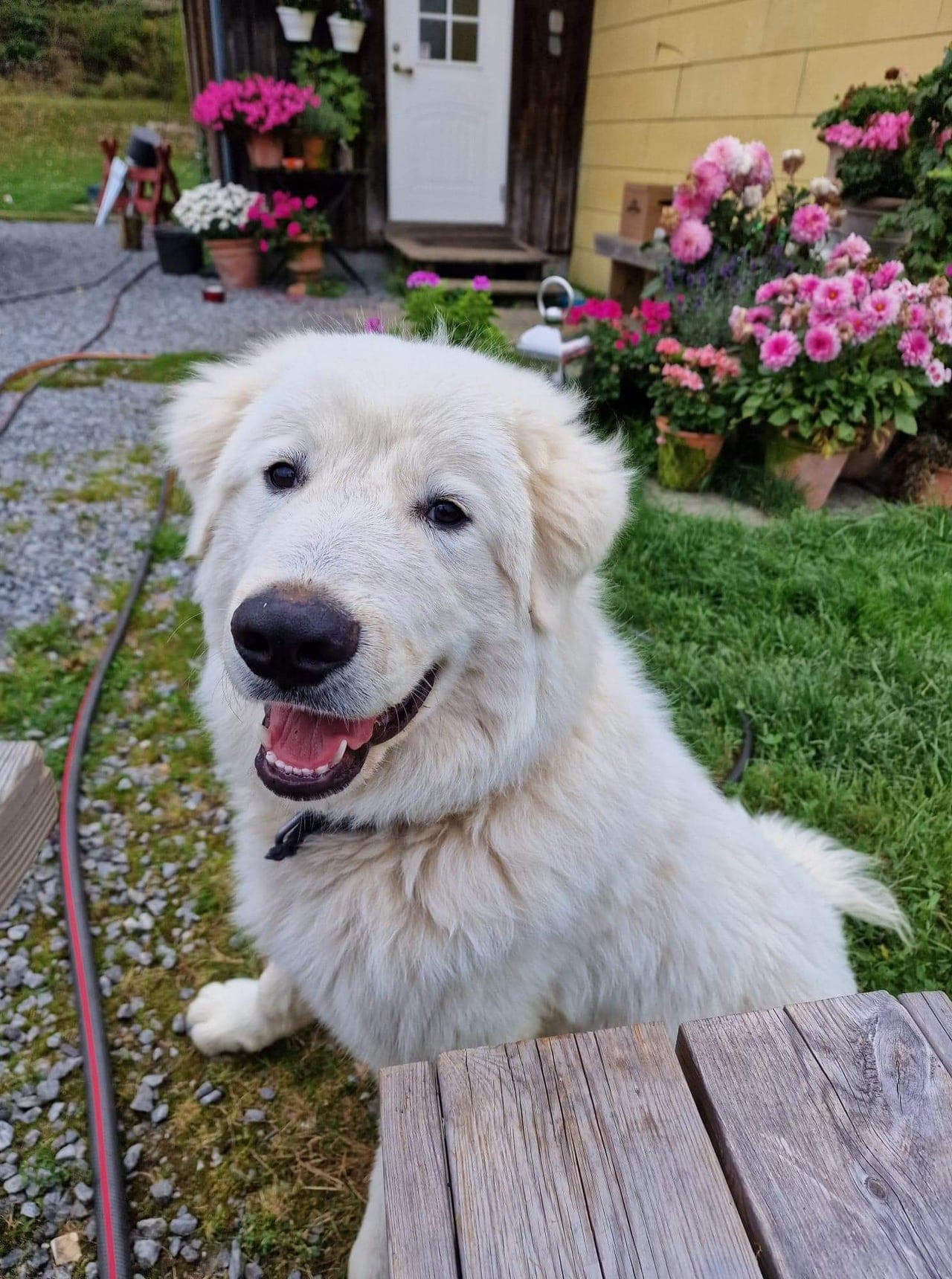 Maremma