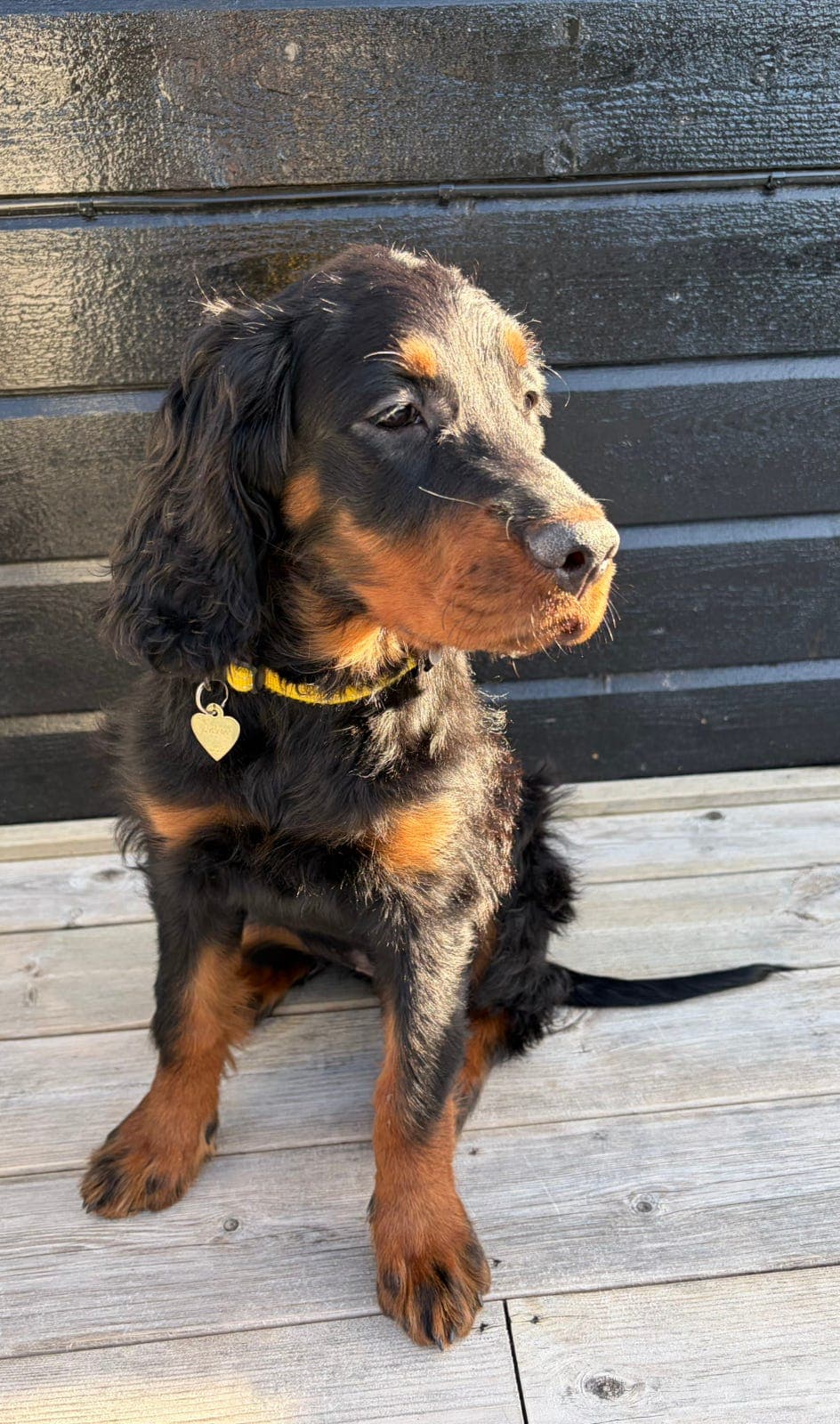 Nydelig Gordon setter tispe søker fórvert 🐾