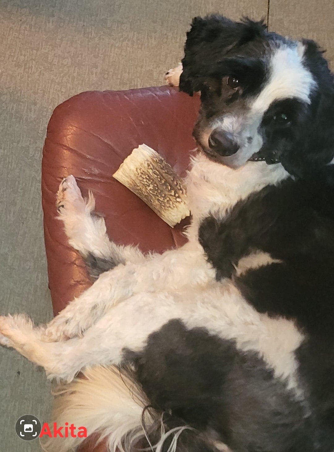 2 Tibetansk Terrier tisper søker nye hjem