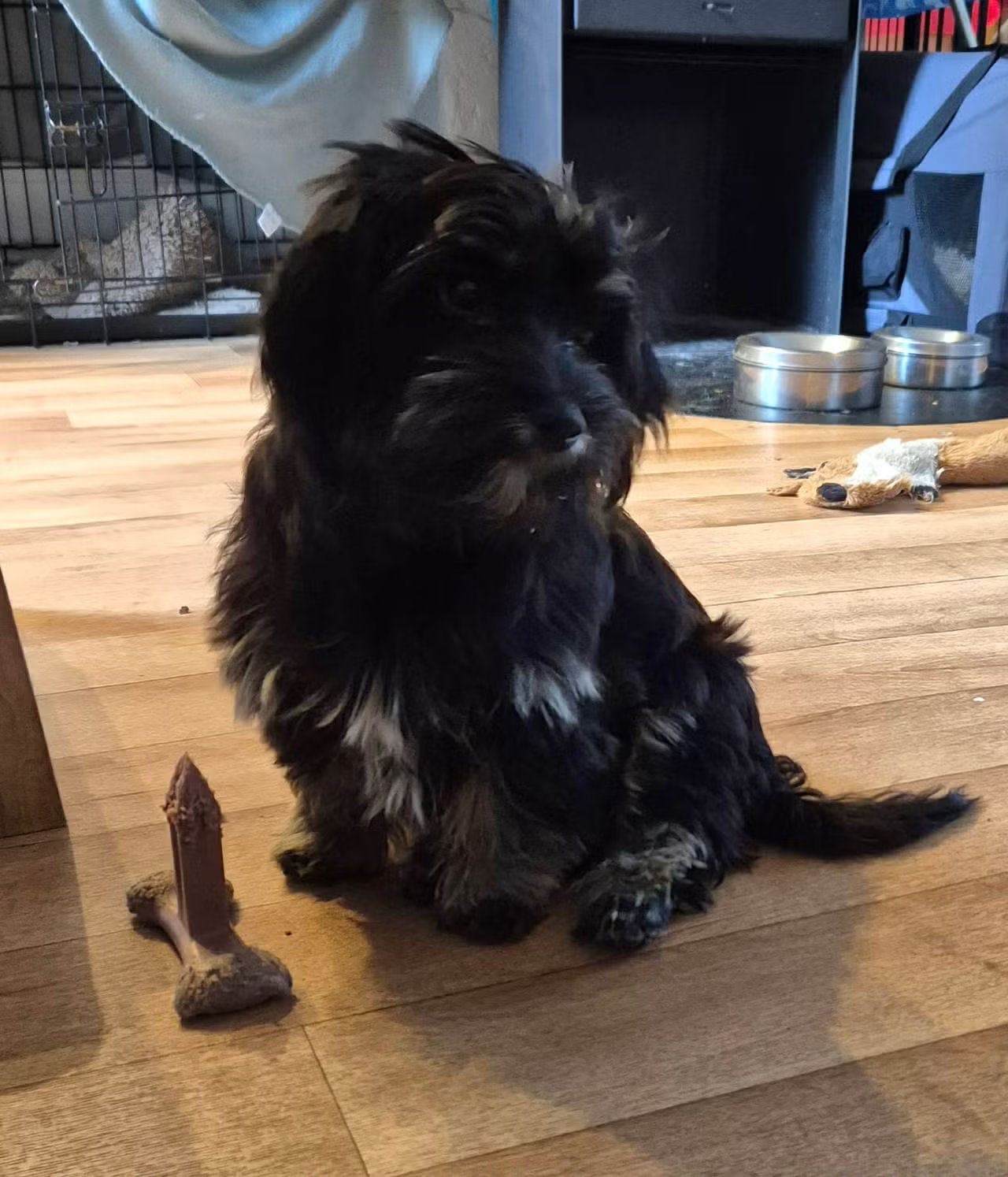 Bichon Havanais valp født 20. Februar 2026