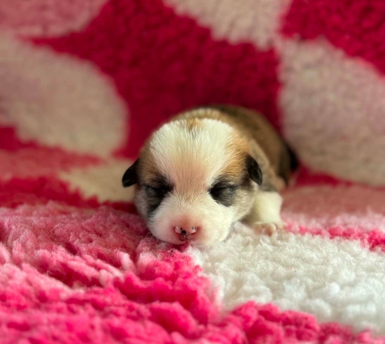 Welsh Corgi Pembroke valper