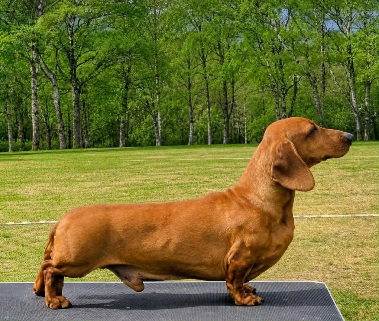 Dachshund Korthåret