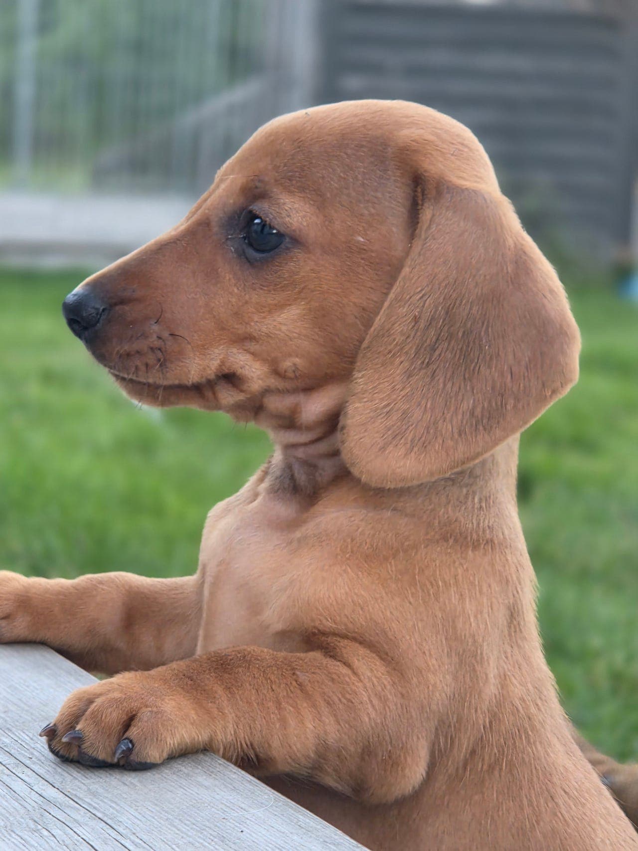 Dachshund Korthåret