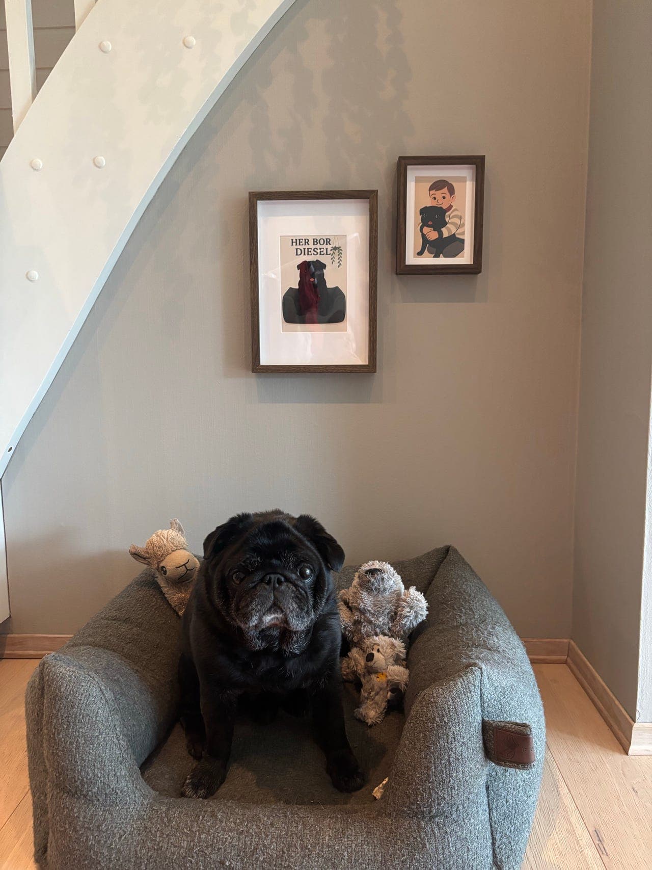 Mops gis bort til riktig person/familie