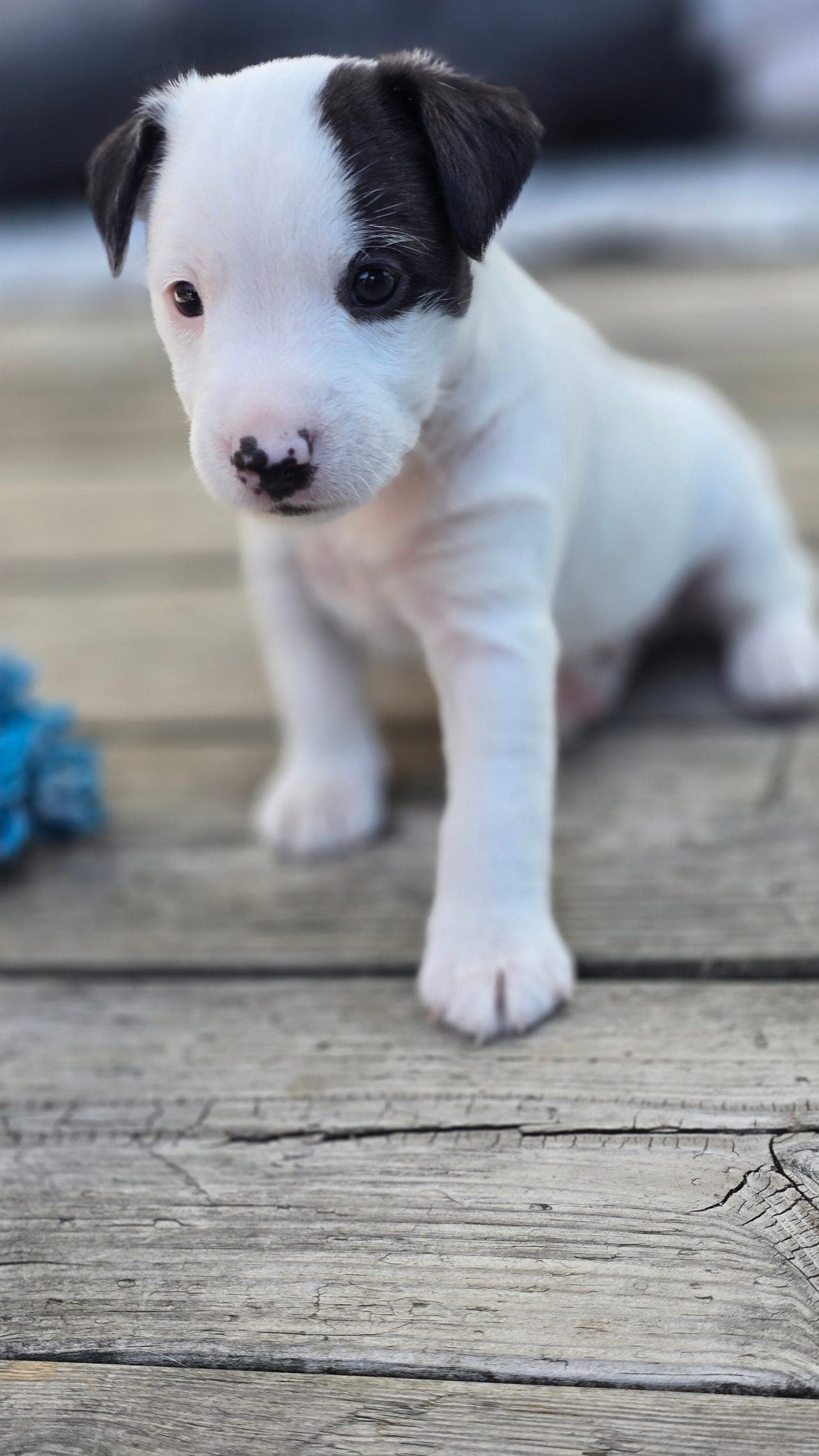 Jack russell - gutt