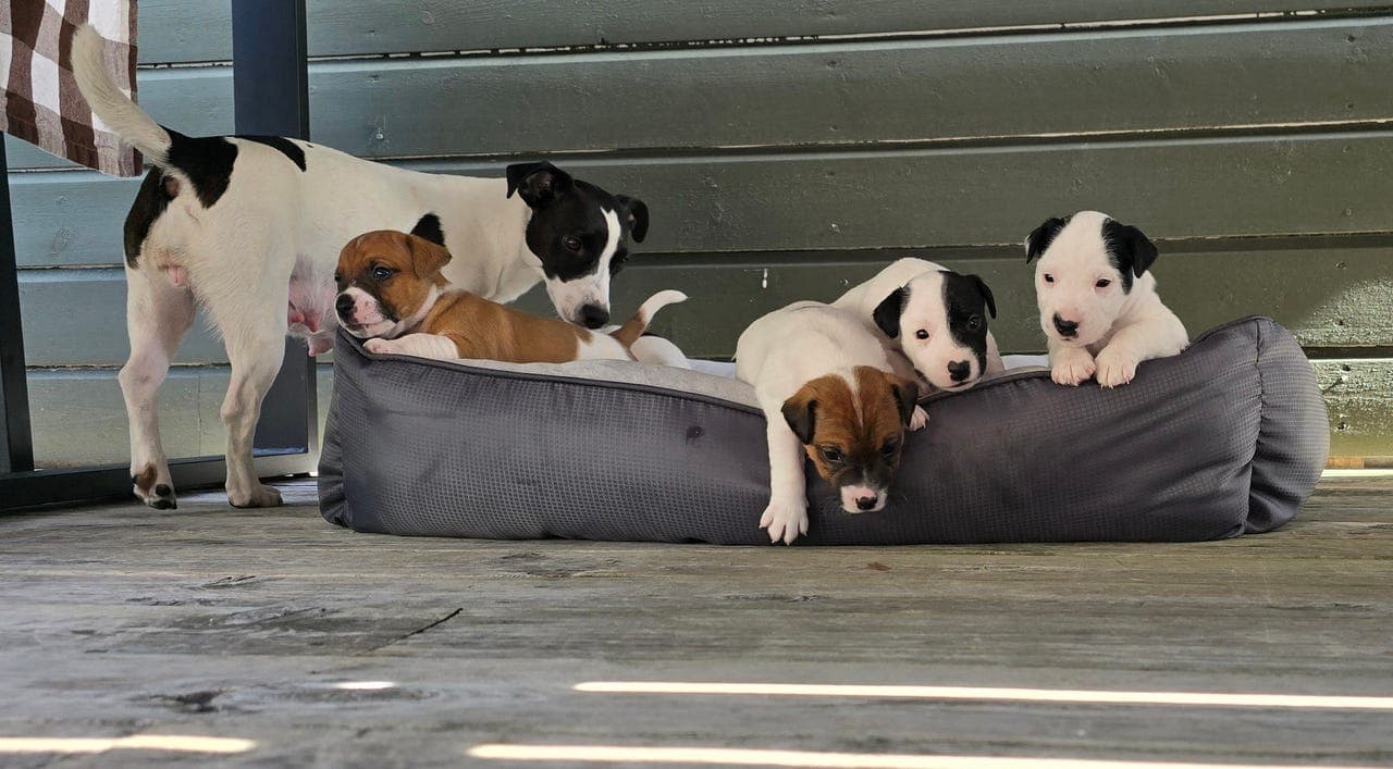 Jack russell valper