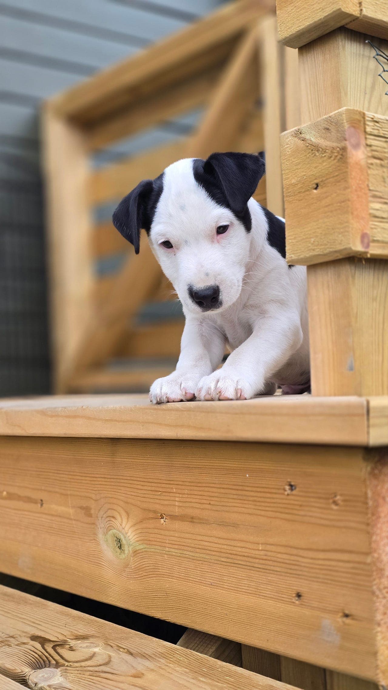 Jack russell valper