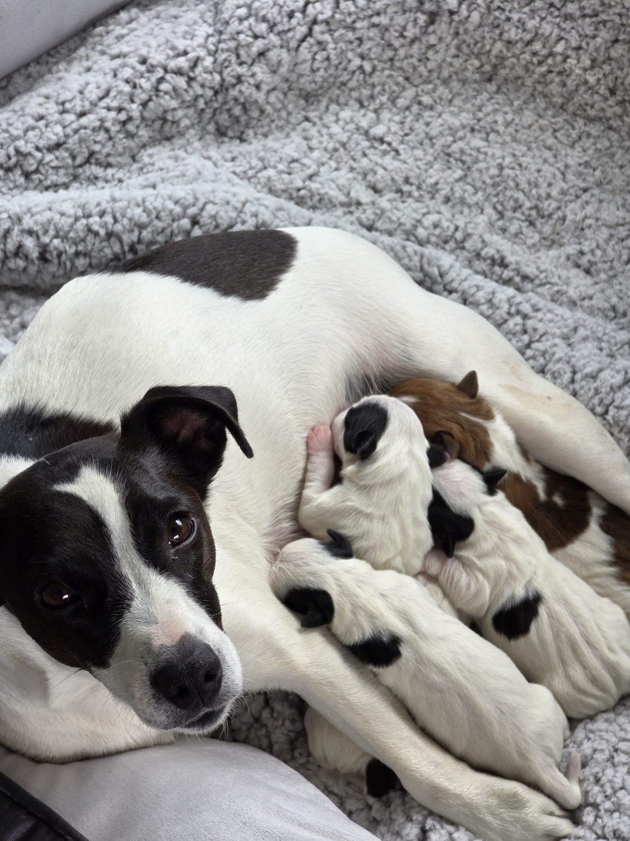 Jack russell valper