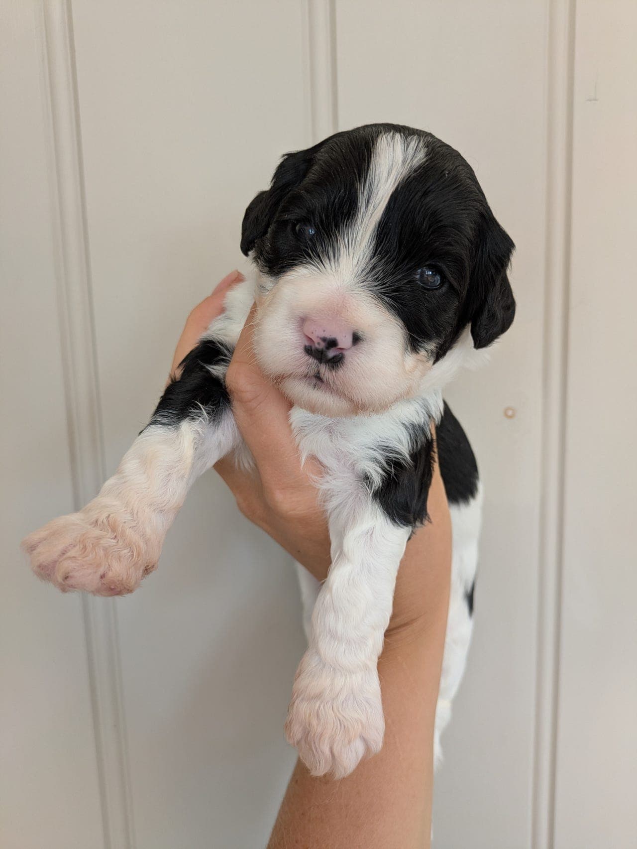 Portugisisk vannhund valper - 1 ledig hannhund